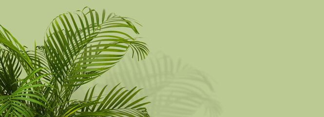 palm leaves on a light green