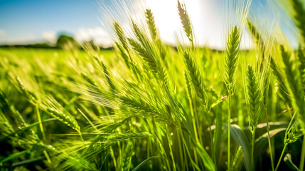 Obraz premium green ears of wheat in the field, organic farming