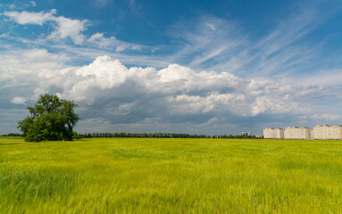 White cumulus clouds over green wheat field, Ukraine