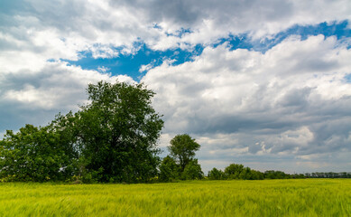 Fototapeta na wymiar White cumulus clouds over green wheat field, Ukraine
