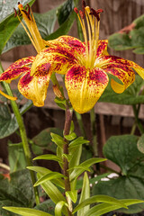 Macro shot of blooming lilies taken at night.