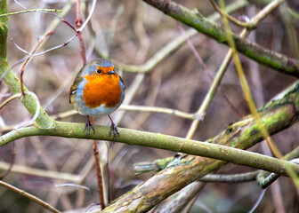European Robin (Erithacus rubecula)