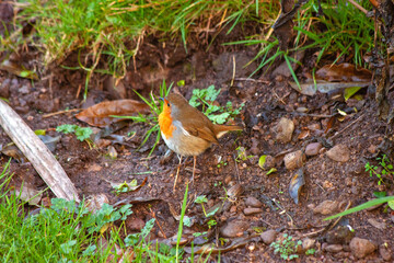 European Robin (Erithacus rubecula)