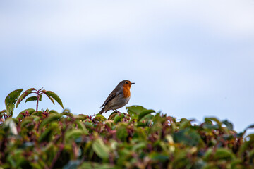 European Robin (Erithacus rubecula)