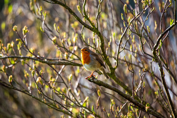 European Robin (Erithacus rubecula)