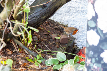 European Robin (Erithacus rubecula)