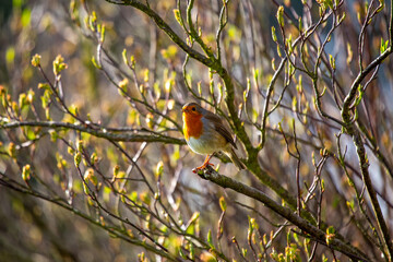 European Robin (Erithacus rubecula)