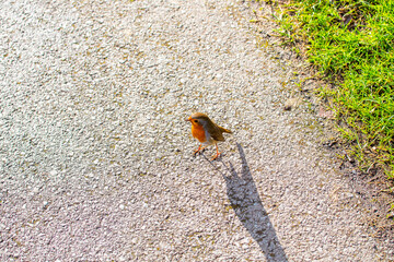 European Robin (Erithacus rubecula)