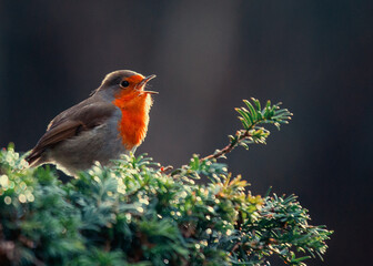 European Robin (Erithacus rubecula)