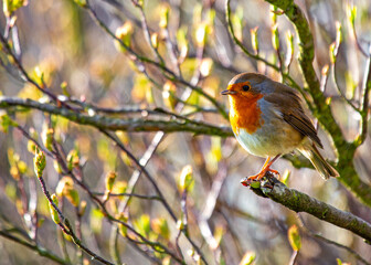 European Robin (Erithacus rubecula)