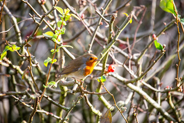 European Robin (Erithacus rubecula)
