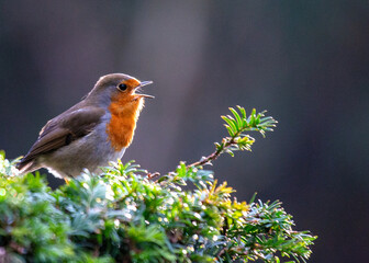 European Robin (Erithacus rubecula)