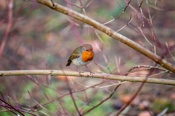 European Robin (Erithacus rubecula)