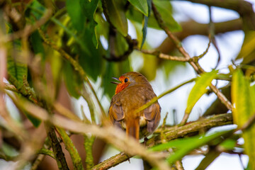 European Robin (Erithacus rubecula)