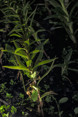 Macro shot of blooming lilies taken at night.