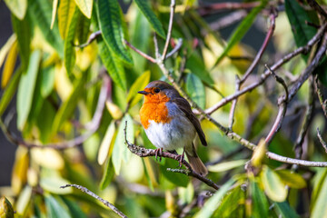 European Robin (Erithacus rubecula)