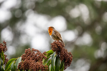 European Robin (Erithacus rubecula)