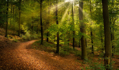 Gorgeous forest scenery with rays of sunlight falling through lush green foliage, with brown leaves covering the footpath - obrazy, fototapety, plakaty