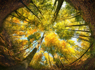 Ultra wide angle of a colorful woodland canopy in autumn, framed by a circle of the forest ground or the earth