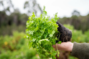 farmer holding parsley plant in there garden