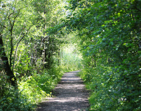 path in the middle of nature that seems to never end without people during the day