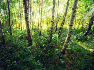 Scene in birch tree forest. Soft, dreamy and airy look, selective focus. Stunning nature scenery. Calm green color color pallet. Nobody
