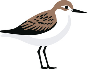 Obraz premium Sandpiper flat icon