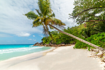 Palm trees by the sea in Anse Georgette beach