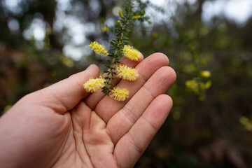 bright native yellow banksia flower in spring in a national park in australia in a national park
