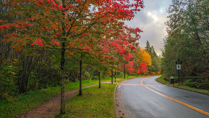 Naklejka premium Fall colors on a rainy day in BC.