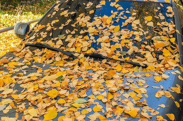 Obraz premium Autumn mood. Nature in autumn. Autumn landscape. Yellowed dry leaves of trees. There are fallen yellowed leaves on the windshield of a passenger car. In autumn, dry leaves fell on the car.