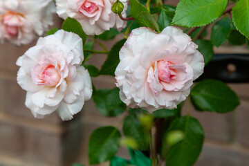 Blooming roses in the garden with lush buds