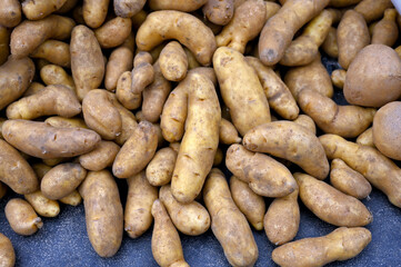 Fresh eco organic Potatoes for sale