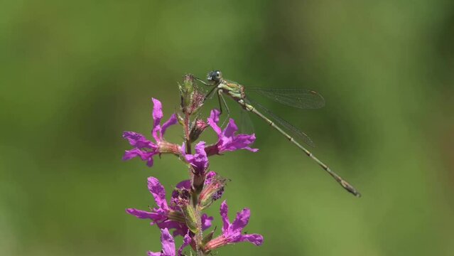 Emerald Damselfly (Lestes sponsa) female resting on a flower in a light breeze. August, Kent, UK[Slow motion x5]
