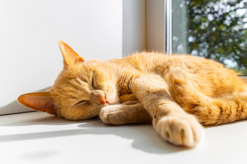 domestic cat sleeps on the window in the sun.