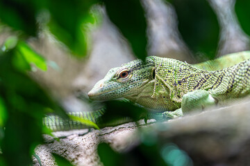 photo rapprochée d'un varan vert