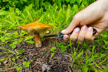 woman picking mushrooms in the forest cutting them with a knife.