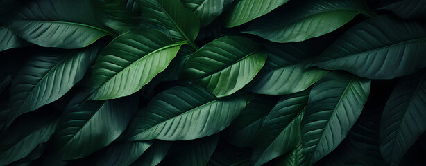 abstract green leaf texture, nature background, tropical leaf