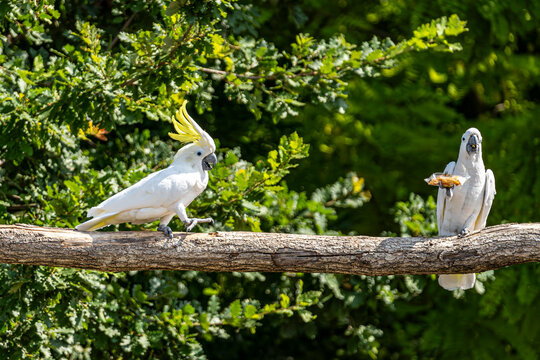 photo de deux perroquets cacato&egrave;s