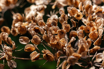 Autumn seeds, September seed heads, shallow depth of field