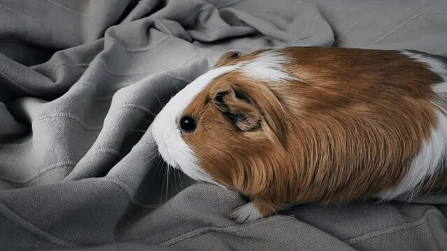 Young beautiful leaves monstera monkey mask obliqua Monstera adansoni lie on a wooden background, top view. flat lay. place for the inscription