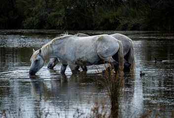 White horses in the water