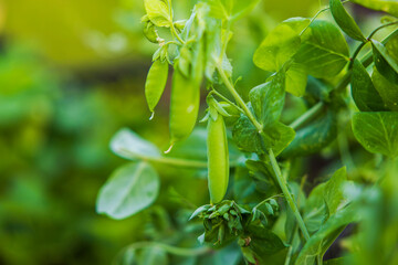 Close up view of bush of green peas in vegetable garden. 