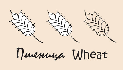 A set of objects depicting a wheat with the inscription "wheat" in Russian and English. Simple vector illustration, eps