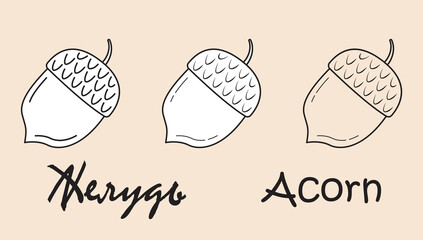 A set of objects depicting a acorn with the inscription "acorn" in Russian and English. Simple vector illustration, eps