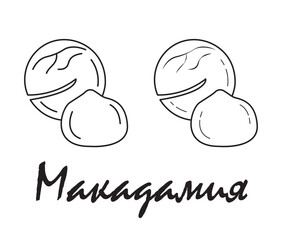 Badge macadamia with the inscription "macadamia" in Russian. Vector, eps