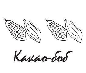 Badge cacao bean with the inscription "cacao bean" in Russian. Vector, eps