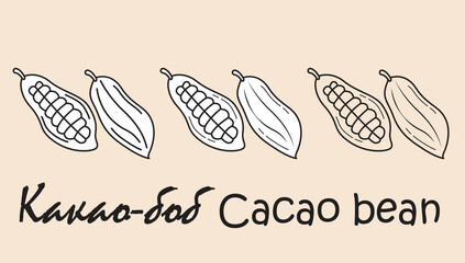 A set of objects depicting a cacao bean with the inscription "cacao bean" in Russian and English. Simple vector illustration, eps