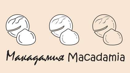 A set of objects depicting a macadamia with the inscription 