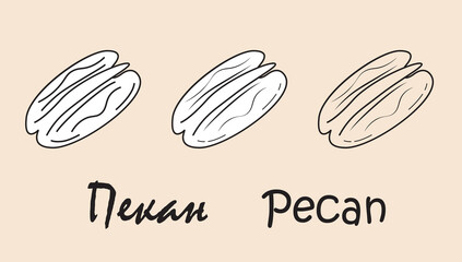 A set of objects depicting a pecan with the inscription "pecan" in Russian and English. Simple vector illustration, eps